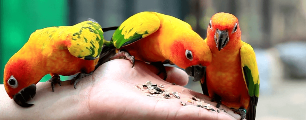 Three yellow-orange parrots eating seeds from a person’s hand.