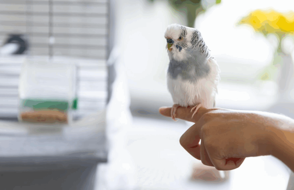 Daily Diet Plan for Pet Birds