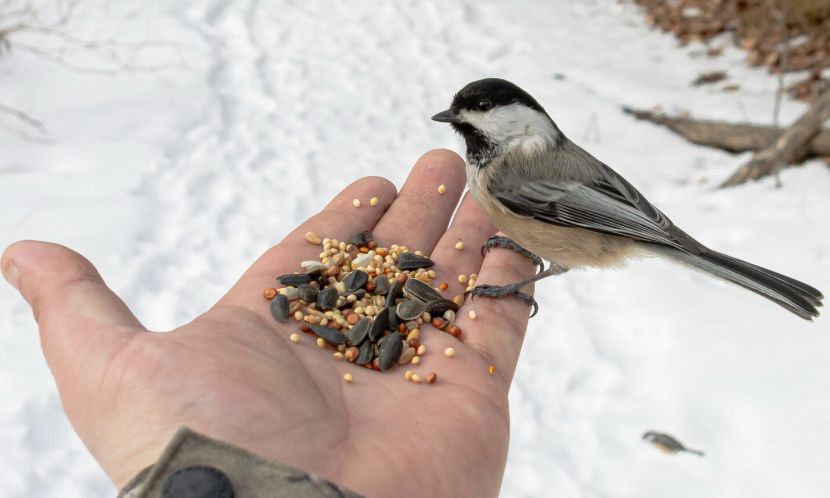 Best Bird Seeds