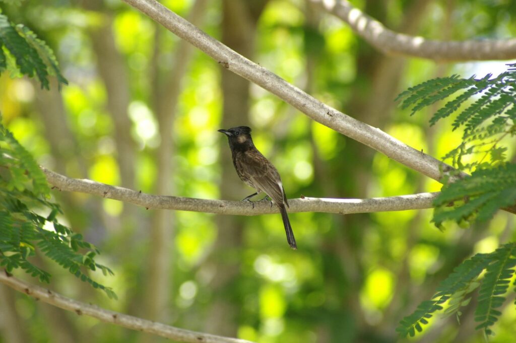 backyard bird feeding