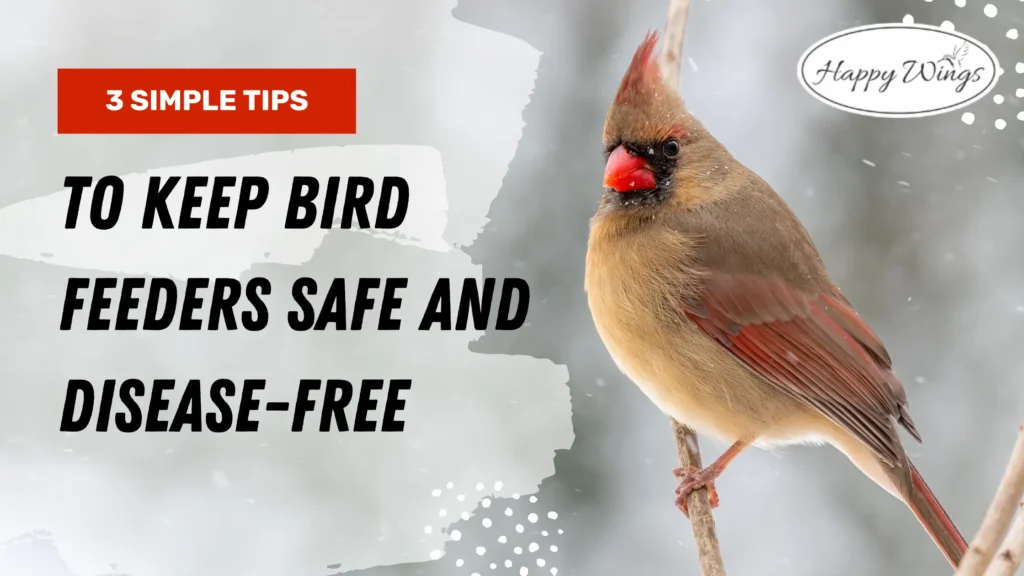 Bird Feeder Cleaning