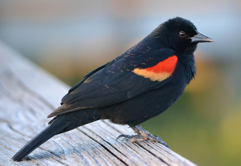 Red-winged Blackbird