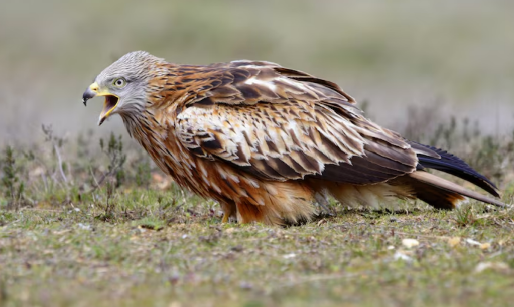 Red Tailed Hawk